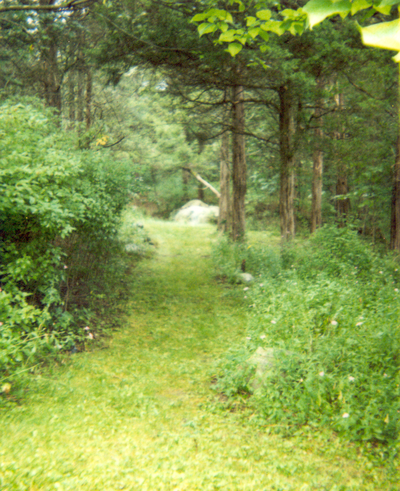 photo of the woods behind our studio